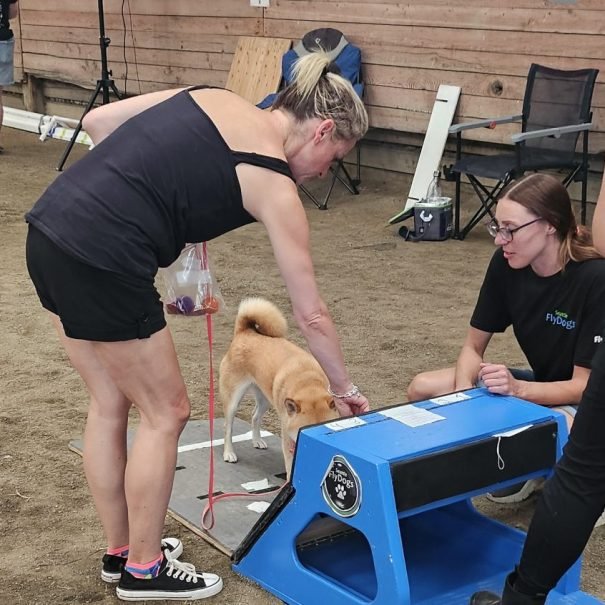 Flyball Lessons, Seattle FlyDogs