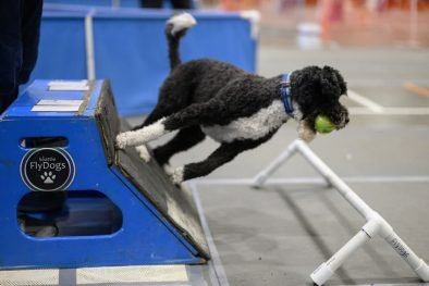 Seattle FlyDogs β All Breeds. All Speeds. Playing Flyball!