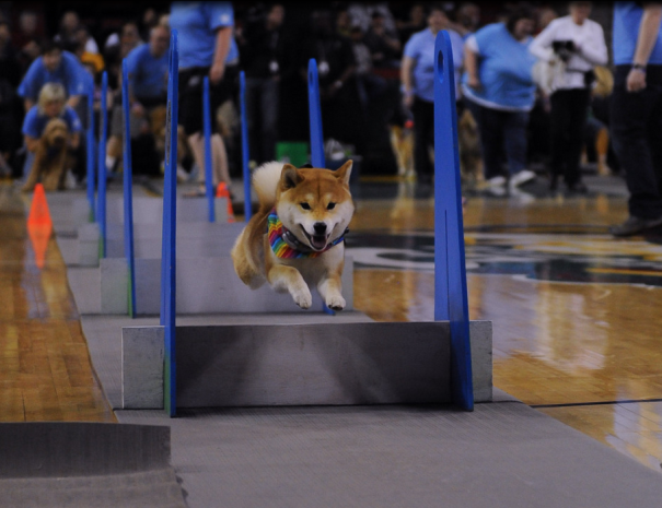 All Breeds All Speeds