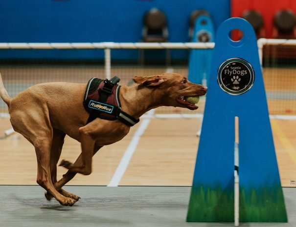 Weekly Flyball Lessons